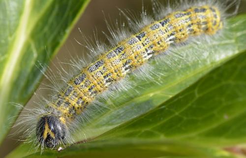 Phalera bucephala